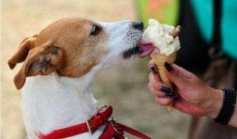 狗吃瓜视频爆料,揭秘娱乐圈惊人内幕
