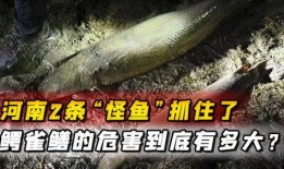 汝州最新爆料怪鱼事件,神秘生物惊现，揭秘当地水域异象